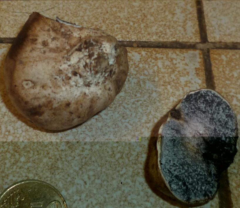Copie de P1000349.JPG