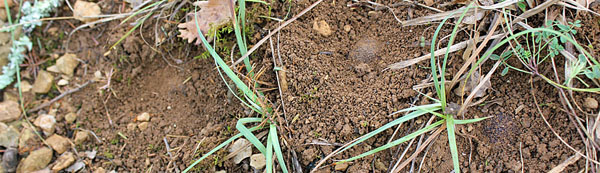 truffes de marque le 15 août.