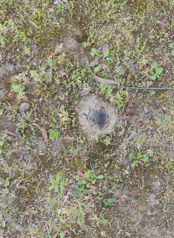 Truffe 2.jpg