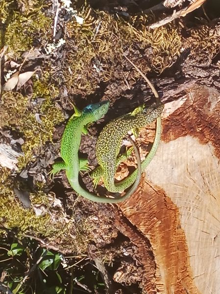 lézards-verts-avril-2026.jpg