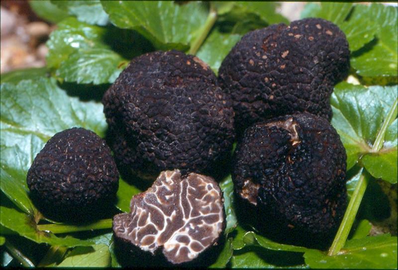 Tuber%20brumale%20di%20Carletti%20Giuseppe_800x543.jpg