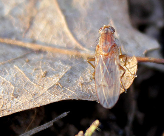 mouche2.jpg