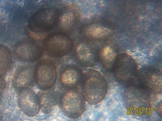 Spores2