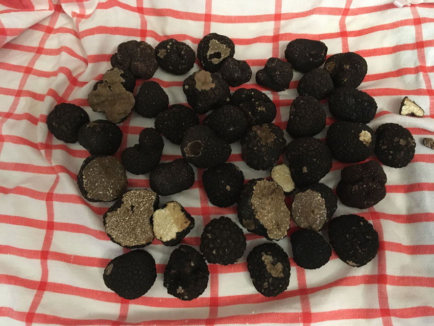 Photos truffes