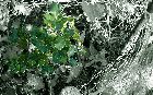 /images/galeriearbre/arbres/truffier.TN__.jpg