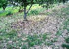 /images/galeriearbre/truffiere/plantation.TN__.jpg