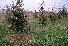 plantation1.jpg