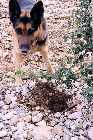 chienloup2.jpg