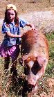 /images/galeriechien/cochons/truie.TN__.jpg