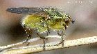 /images/galeriechien/mouches/mouche2.TN__.jpg