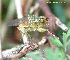 mouche4.jpg