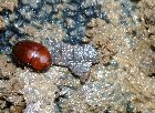 /images/galeriechien/parasites/liodes.TN__.jpg