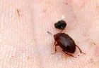 liodes2.jpg