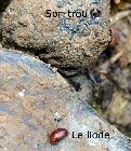 liodestrou.jpg