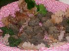 melano-lalbenquea.jpg