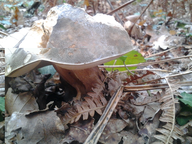 2014-10-21 15.58.08.jpg