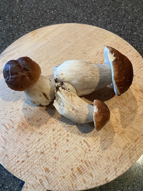 porcini.jpeg