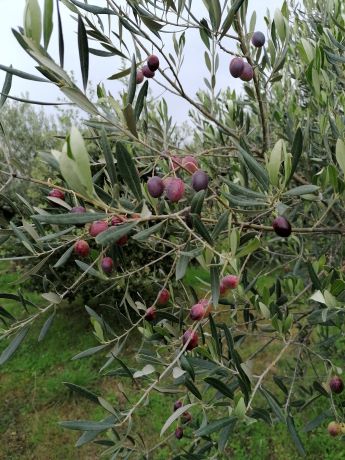 olives tournantes