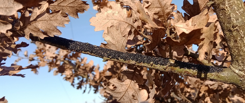 vésicules noires en grappes non identifiées