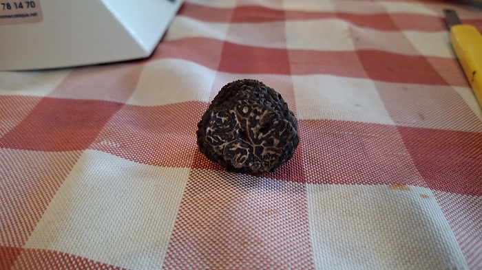 Brumale ou melano.jpg