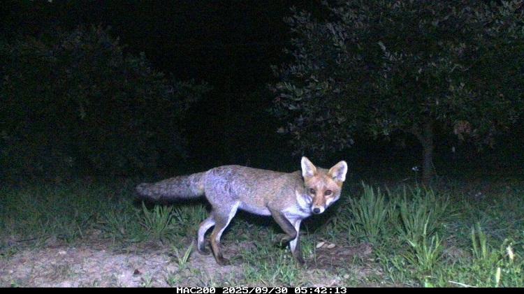 renard.jpg