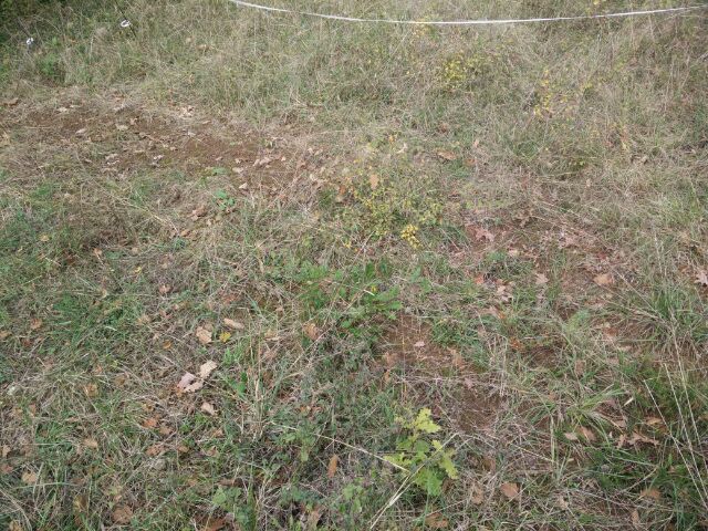 IMG_20161020_52360.jpg