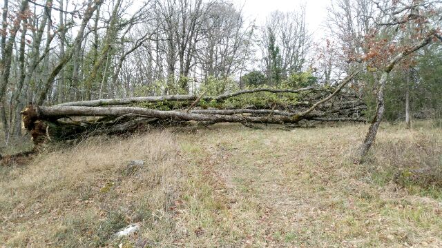 IMG_20170212_30650.jpg