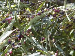 phillaire oblongua, à longues feuilles, également très présents dans les maures