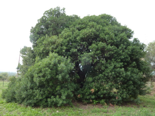 autre lentisque à petites feuilles de taille impréssionnante, oui ça ressemble de loin à un chêne vert, tu remarquera qu'il est bcp plus touffus qu'un lentisque pistachier qui est plus élancé