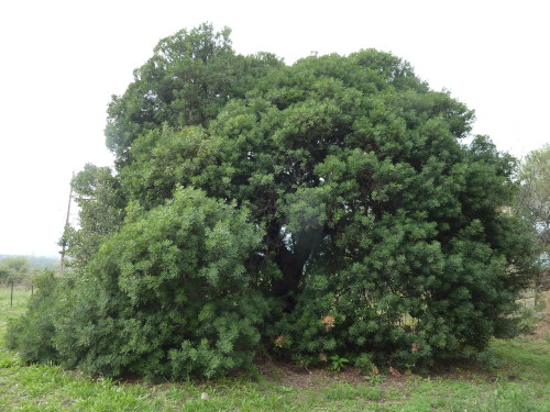 autre lentisque à petites feuilles de taille impréssionnante, oui ça ressemble de loin à un chêne vert, tu remarquera qu'il est bcp plus touffus qu'un lentisque pistachier qui est plus élancé